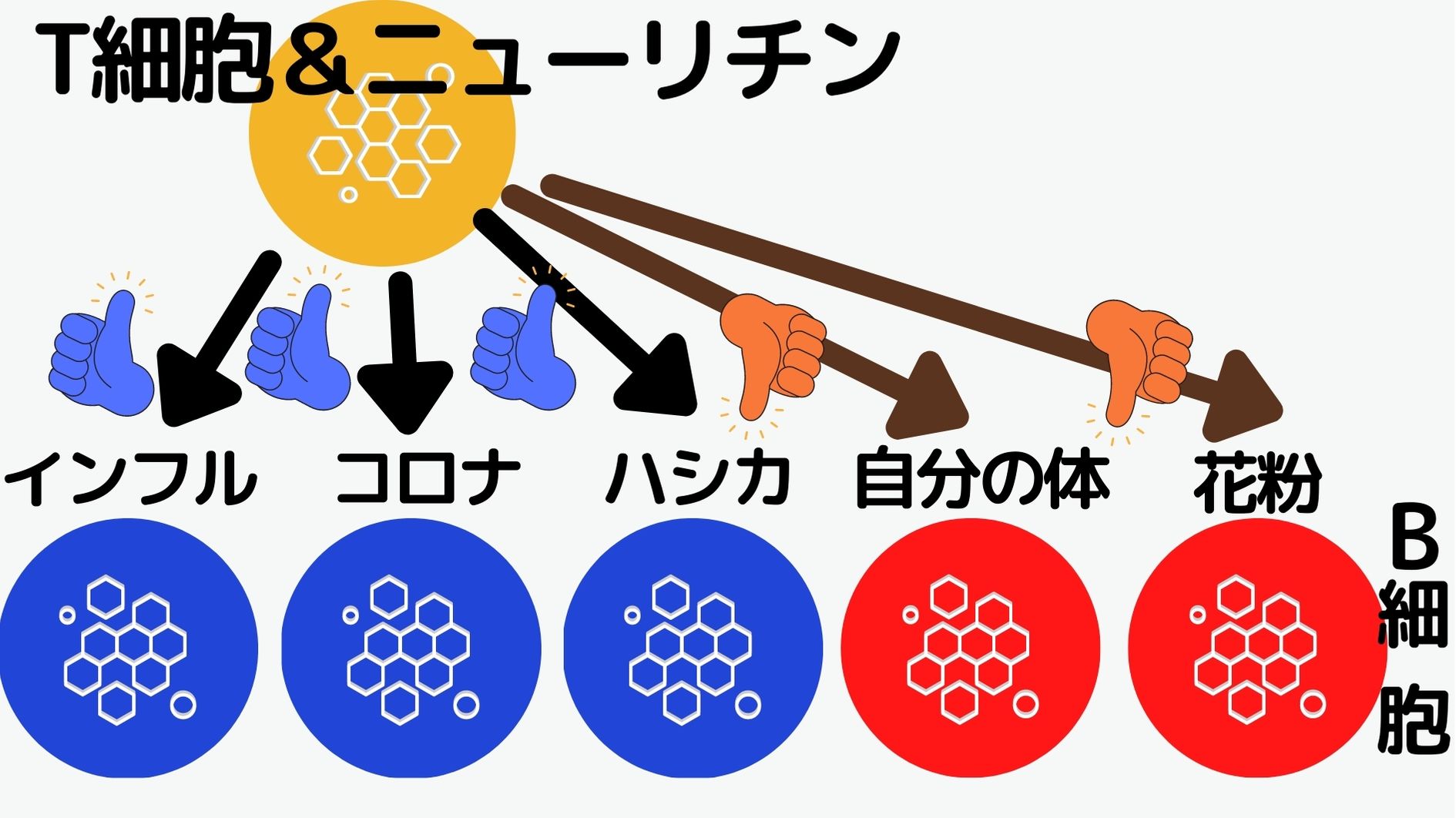 特殊なT細胞が分泌するニューリチンは害になる抗体を作るB細胞を消失させる