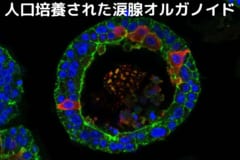 今回の研究で培養された涙腺。涙は内部に向かって分泌される