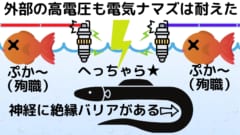 デンキナマズは他の生物が感電するような高電圧でも悠然と生きている