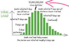 コロナウィルスは感染後約6日でピークを迎え、体内で約1千億個まで増殖する。その後約1週間ほどかけて減少に転じる。