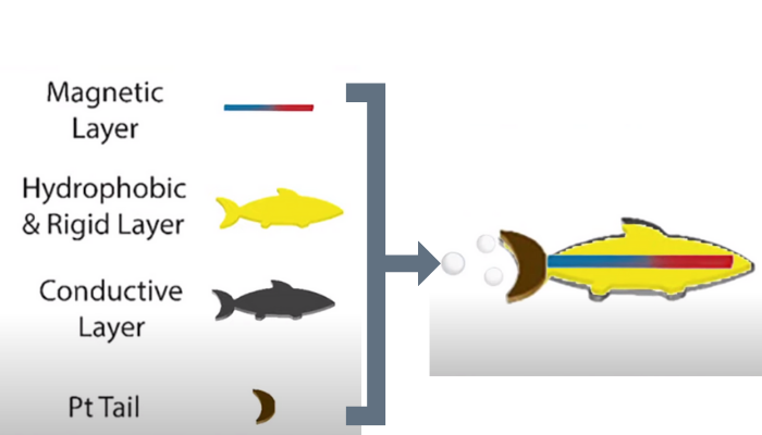 ロボットの構成。導電性の底層、剛性のある疎水性の中間層、整列した強力な磁性微粒子の上層皮膜で作られている。尻尾には推進力を生むプラチナがある。