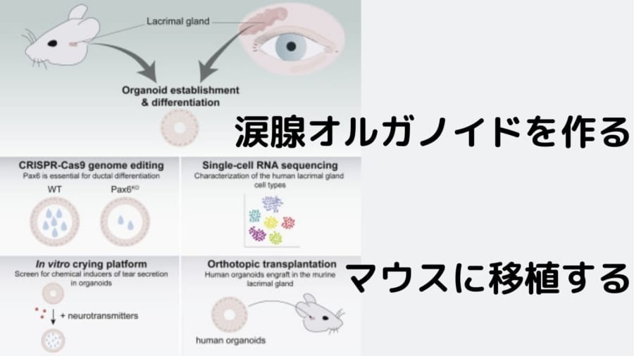 涙腺を作成し、性能を確かめたのち、マウスに移植する