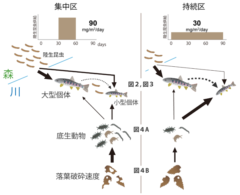 川魚の社会システムは「森から降ってくる昆虫の量」により激変することが判明！（日本）の画像 3/4