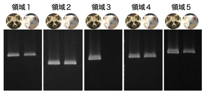 リュウの遺伝子が「領域3」だけ欠落していた