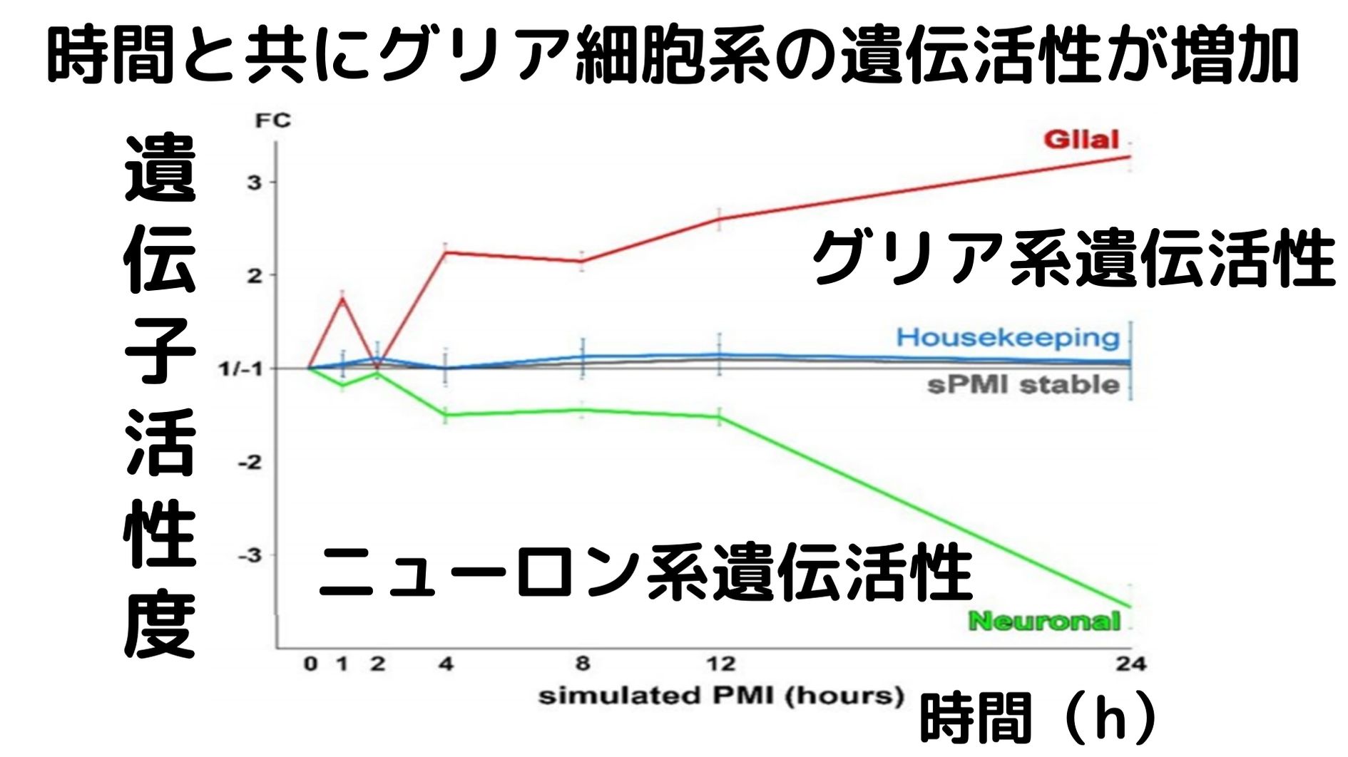 死後ニューロン細胞系の遺伝活性は低下するがグリア細胞系の遺伝活性は逆に増加する