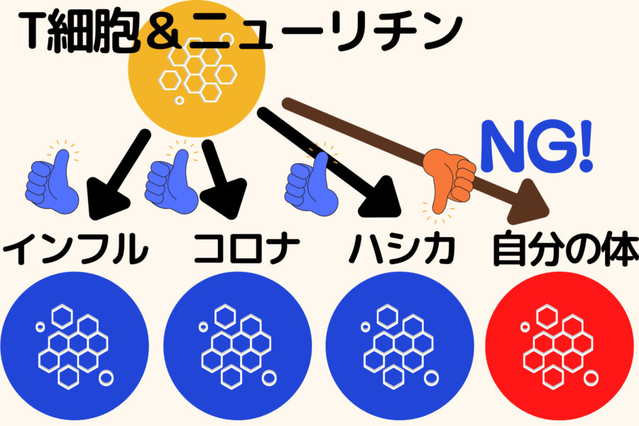 あらゆるアレルギーや自己免疫疾患を抑えるタンパク質を発見