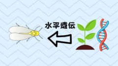 植物から動物への水平遺伝が確認された！