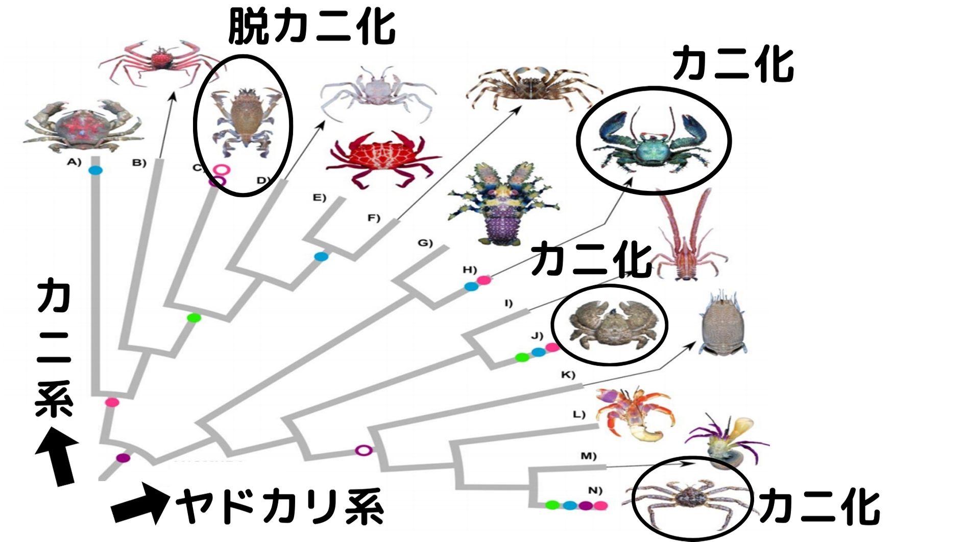 脱カニ化したカニとカニ化したヤドカリが存在する