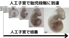 これまでの人工子宮技術では、胎児の段階にまで成長させられなかった