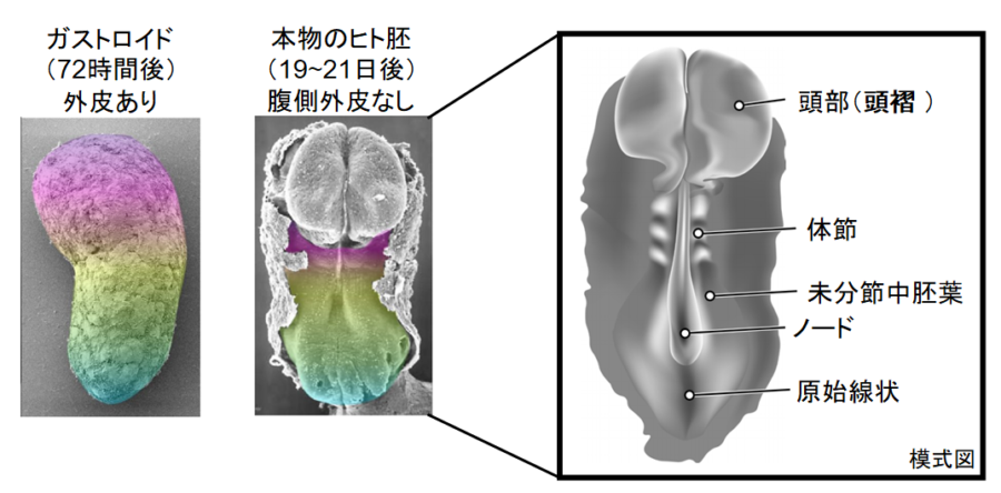 ガストロイドは人間の胚の代用品として実験に使うことが可能