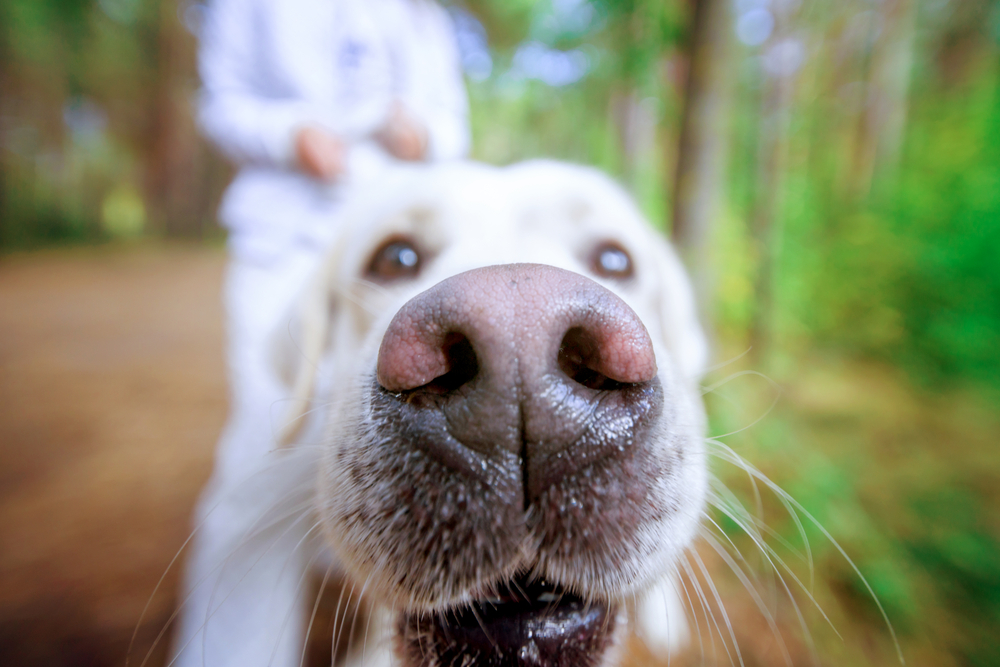 犬がドライブ中に窓から顔を出すのはどうして？の画像 2/2