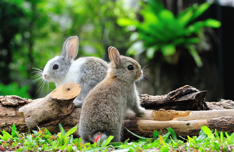 もっと大きなウサギがいない理由を解明　他の草食動物が進化を抑圧していた？（京都大学）