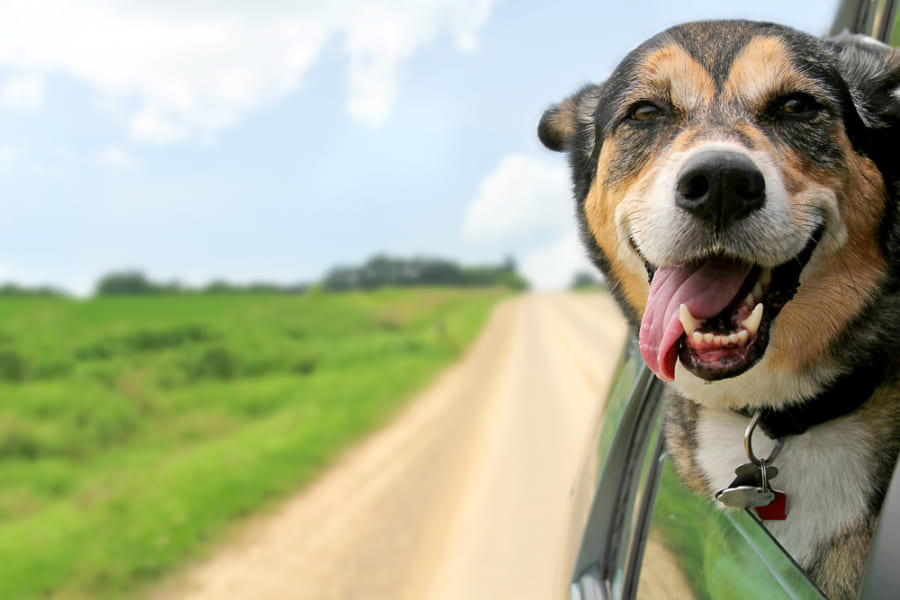 犬がドライブ中に窓から顔を出すのはどうして？