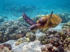 ウミガメは口から余分な塩水を吐き出す