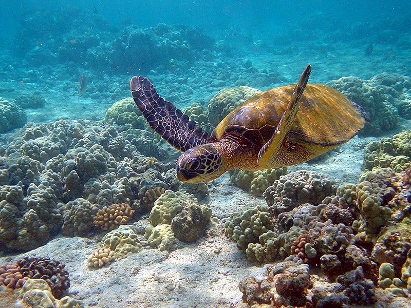 ウミガメは口から余分な塩水を吐き出す