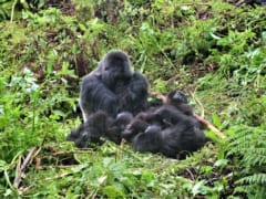 ゴリラの親と子どもたち