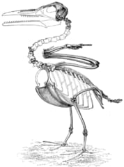 「イクチオルニス」の骨格の復元図