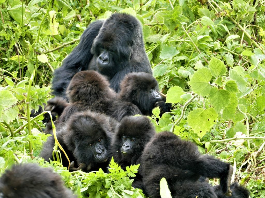 ボスゴリラと子どもたち