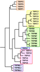 哺乳類TRPチャネルファミリーの系統樹