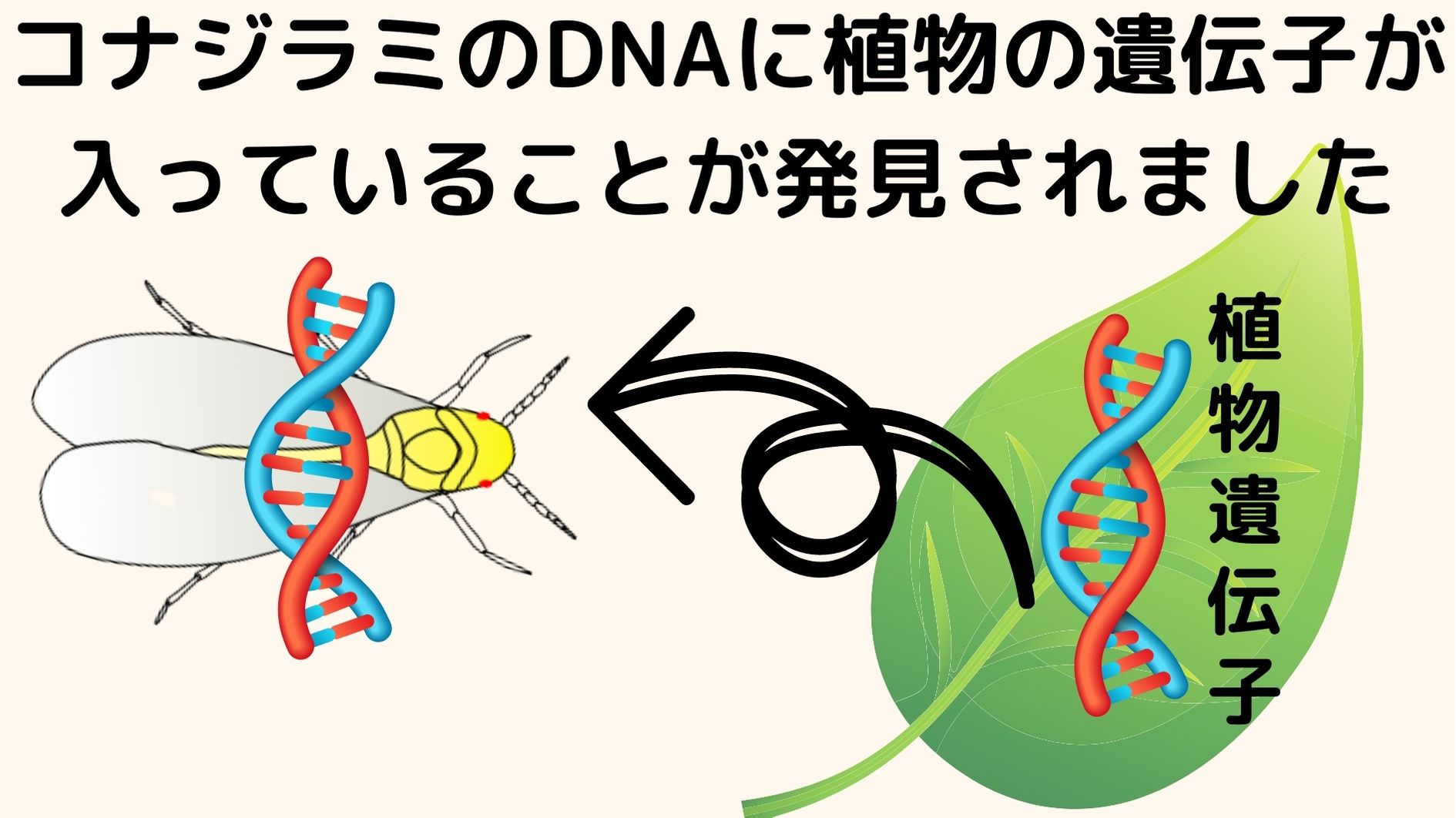 植物から動物に水平遺伝が確認された