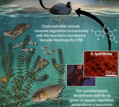 水草の表面を覆うバクテリアが臭化物によって神経毒を生成