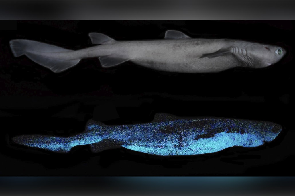 「光るサメ」をニュージーランド沖で発見! 発光生物としては世界最大 - ナゾロジー