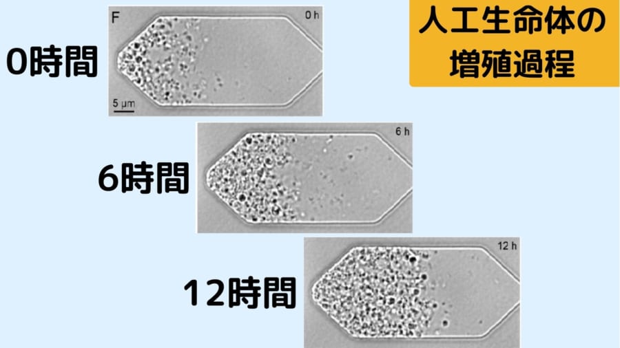 人工生命体「JCVI-syn3A」が増殖していく様子