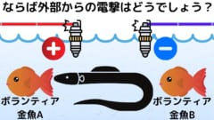 外部からの電撃に対してはどうだろうか？　比較として投じられた金魚と共にみてみよう