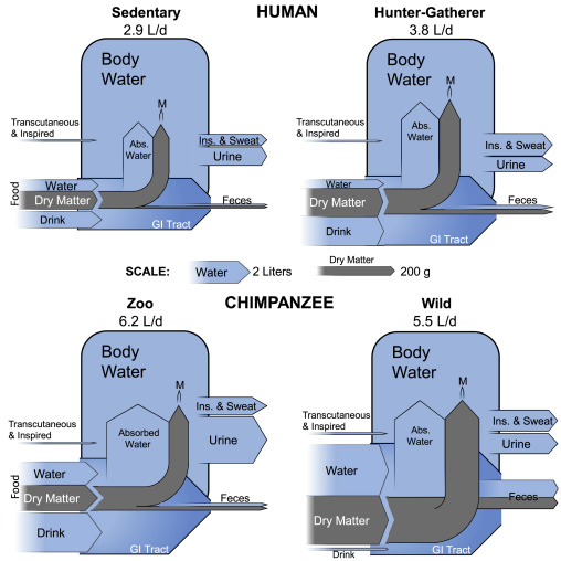 人（上）とチンパンジー（下）の水消費量