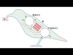 鳥の呼吸は常に一方向で流れる。