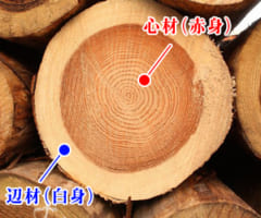 辺材は木の外側の部分を指す。