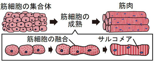 筋芽細胞の成熟