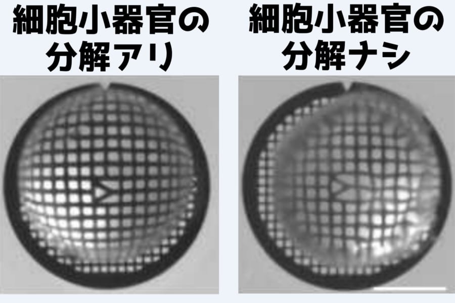 100年以上ナゾだった「眼の水晶体が透明になる仕組み」を解明！　溶かされるミトコンドリア