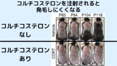 毛を刈られたあとの発毛実験。コルチコステロンを注射されるとハゲたままになる