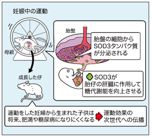 妊娠中の運動によって特殊なタンパク質が増加し、胎児の糖代謝能を強化