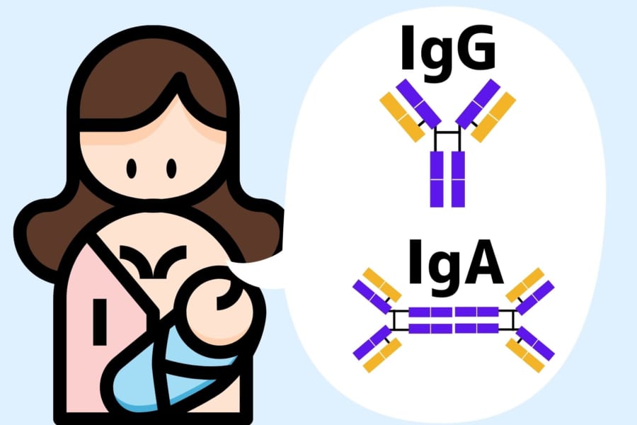 ワクチン接種した女性の母乳に新型コロナ抗体が含まれていると判明！