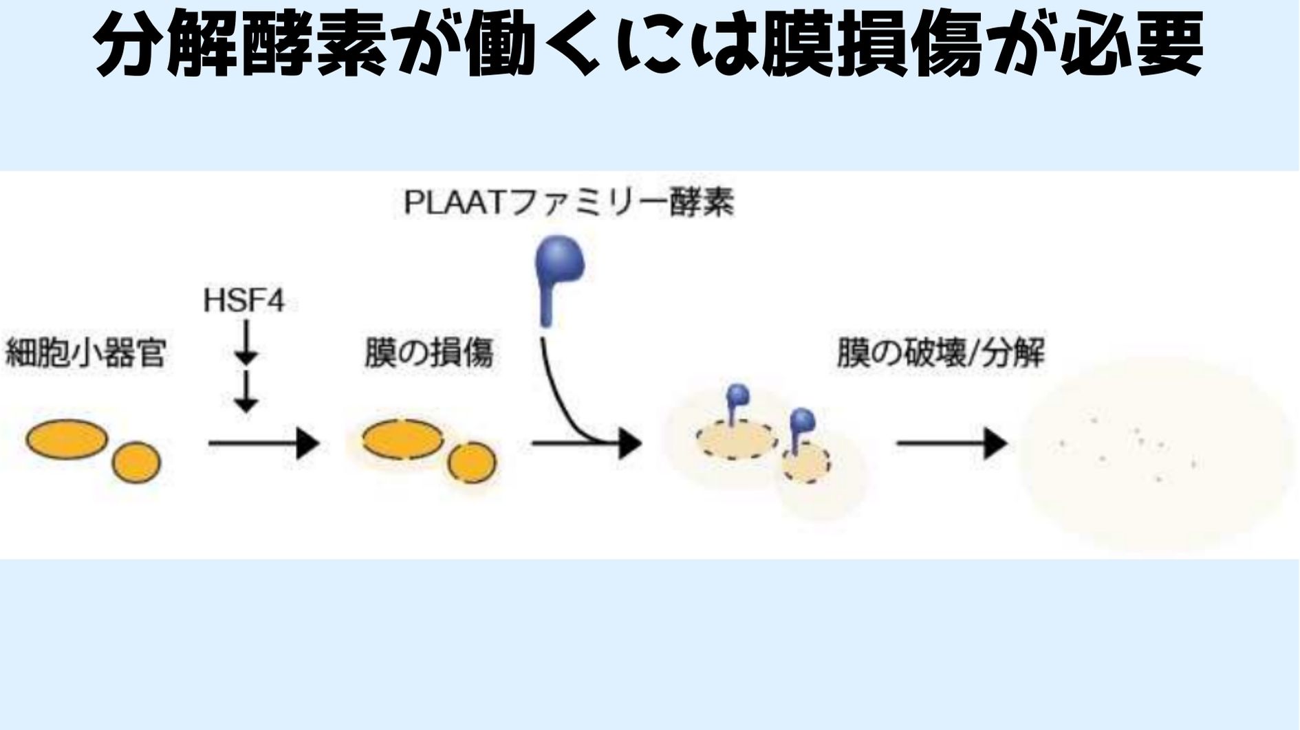 PLAATが働くには前もって膜の損傷が必要