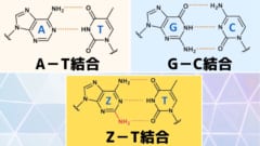 A-T間の水素結合は2本、G-C間の水素結合は3本、Z-T間の水素結合は3本。よってZゲノムは普通のゲノムよりも強固だが柔軟性の少ない作りをしている