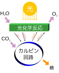 光合成の仕組み