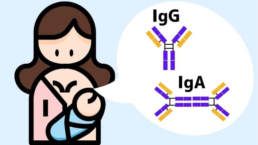 ワクチンを接種した女性の母乳は、ワクチンが手に入らない地域では最後の希望になるかもしれない