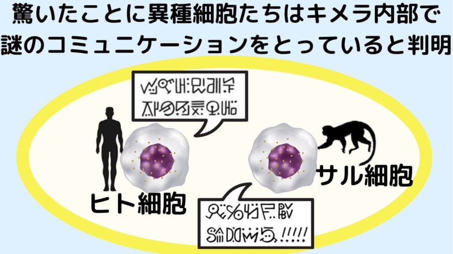 キメラ胚内部でヒト細胞とサル細胞が何らかの連携を行っていた