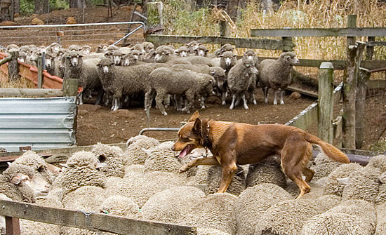 羊の背中の上を歩く牧羊犬