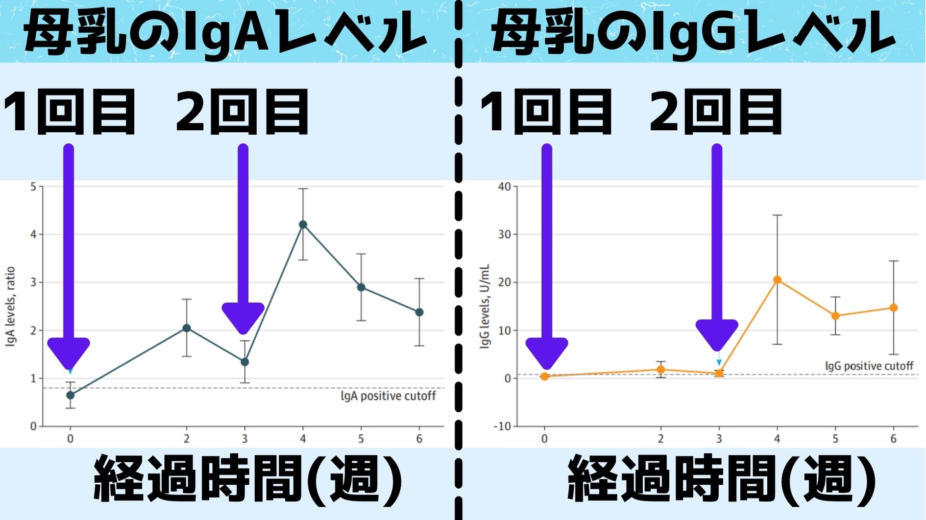 IgAは最初の接種から2週間目にはもう確認されたが、IgGのほうは2回目の接種である3週目まで時間がかかった