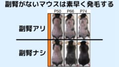 副腎を摘出されたマウスは素早く発毛する