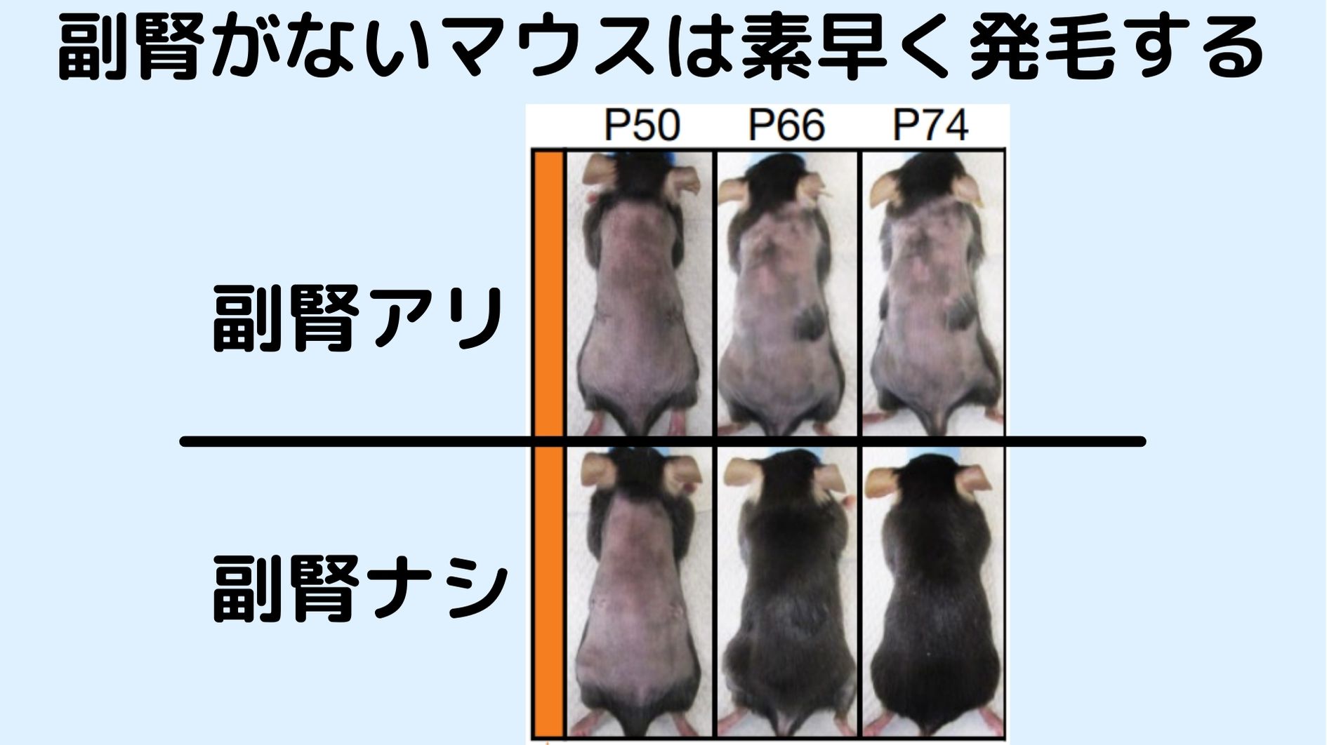 副腎を摘出されたマウスは素早く発毛する