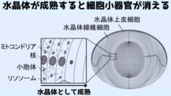 水晶体の細胞は成熟すると細胞小器官が消えていくことが100年前から知られていた