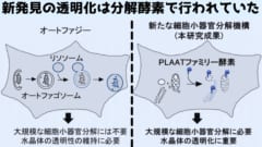 細胞小器官の分解法として新たに脂質分解酵素（PLAAT）による経路が発見された