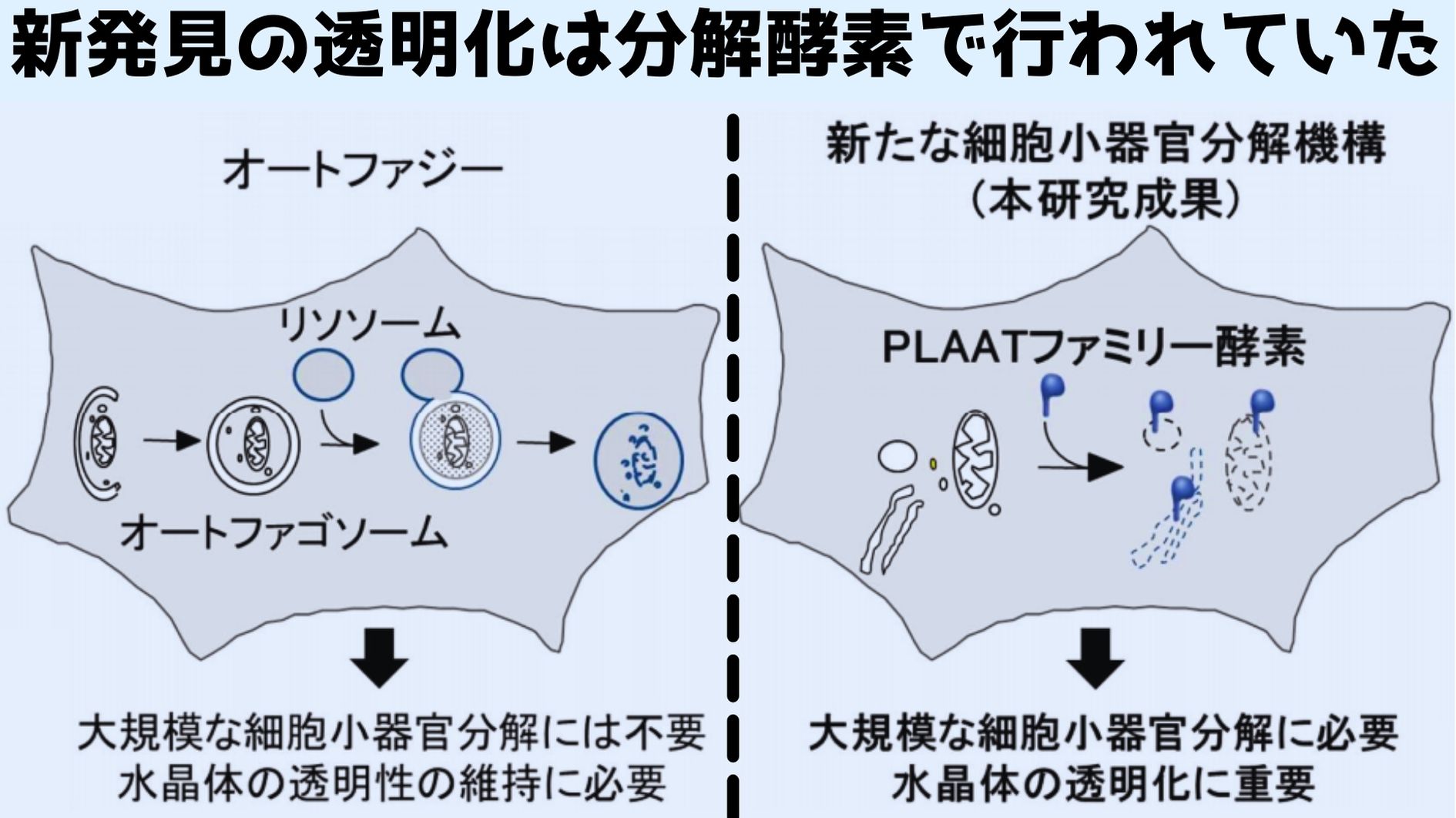 細胞小器官の分解法として新たに脂質分解酵素（PLAAT）による経路が発見された