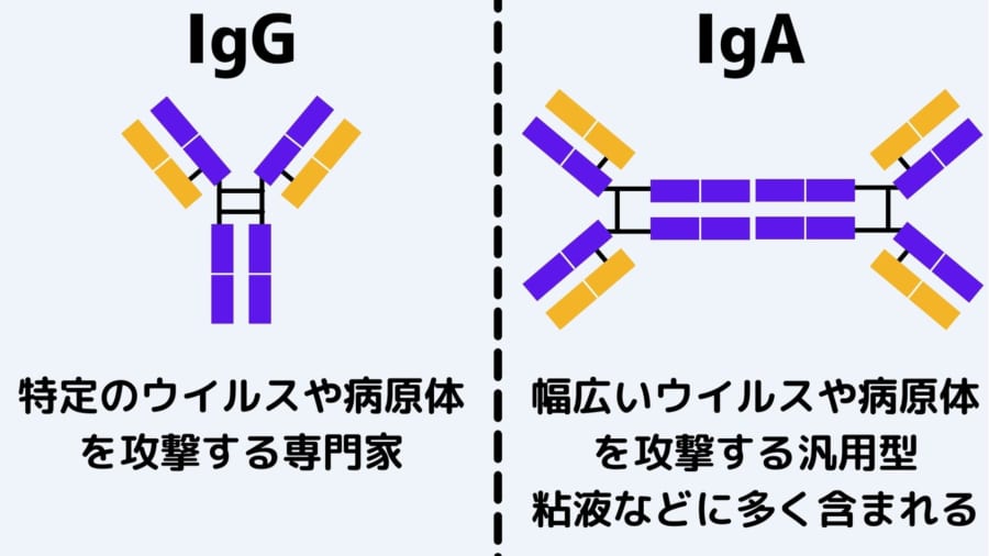 IｇGは専門家。IgAは粘液などに存在する汎用型