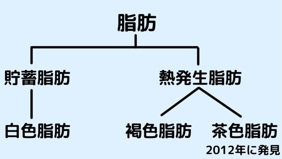 熱発生脂肪には古くから知られる褐色脂肪と最近になってみつかった茶色脂肪がある